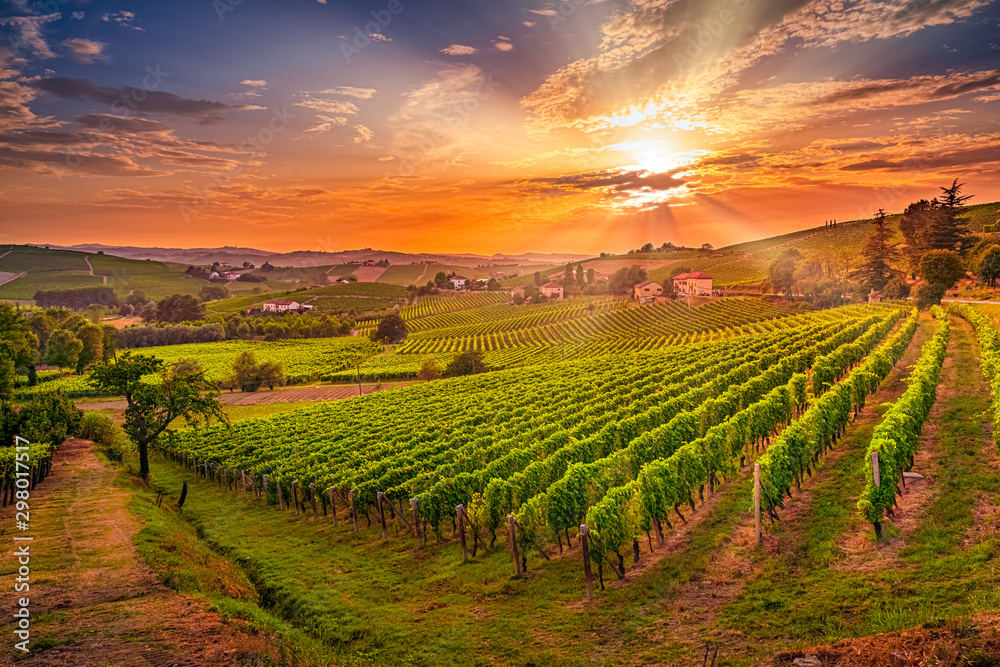 Spectacular wide angle view of Italian vineyards across the rolling hills at sunset - obrazy, fototapety, plakaty 