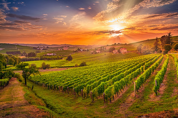 Spectacular wide angle view of Italian vineyards across the rolling hills at sunset