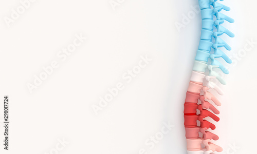 Fotomural 3d illustration render of a spine