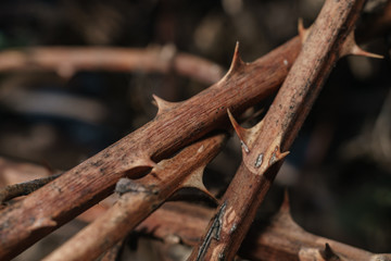 Aufkleber - Close up beautiful thorn on a green background. Macro photography view.