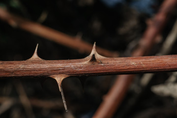 Aufkleber - Close up beautiful thorn on a green background. Macro photography view.