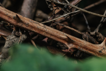 Aufkleber - Close up beautiful thorn on a green background. Macro photography view.