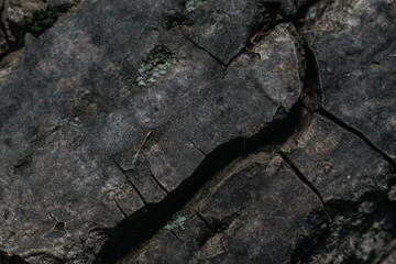 Poster - Close up Beautiful old wooden tree background texture. Macro view.