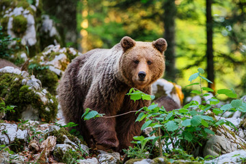 Wall Mural - brown bear - close encounter with a big female wild brown bears in the forest and mountains of the n