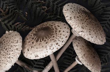 Parasol mushroom (Macrolepiota procera), healthy wild fungus, Braga, Minho, Portugal.