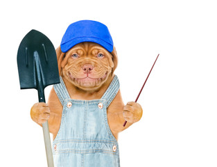 Poster - Smiling puppy farmer wearing a blue cap holds shovel and points away on empty space. isolated on white background