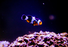 Blurred The Ocellaris Clownfish In Marine Aquarium.Orange Nemo Clown Fish.