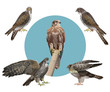Set of vector falcons, vector in realistic style