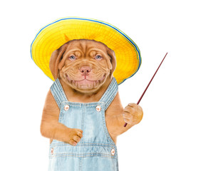 Poster - Smiling puppy farmer with summer hat and pointing stick points on empty space. isolated on white background