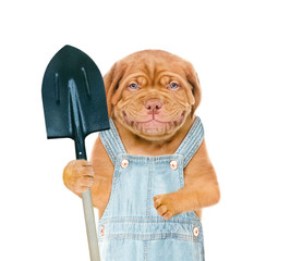 Poster - Smiling puppy farmer holds shovel in his paw. isolated on white background