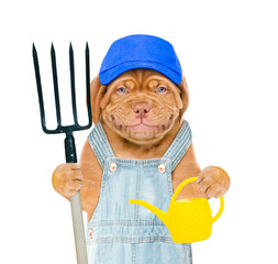 Poster - Smiling puppy farmer wearing a blue cap holds a watering can and pitchfork. isolated on white background