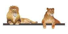 Lion And Lioness Lying Together, Realistic Vector