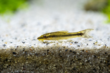 Sticker - Otocinclus sp. dwarf sucker mouth