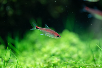 Poster - Ruby tetra (Axelrodia riesei) in aquatic plants tank