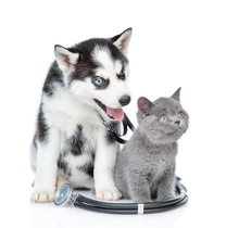Siberian Husky Puppy With Stethoscope On His Neck And Gray Kitten Look Away And Up. Isolated On White Background