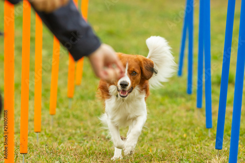 Fotomural A young australian shepherd dog learns to run the slalom and getting a reward from the owners hand in agility training