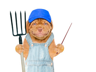 Poster - Smiling puppy farmer wearing a blue cap holds pitchfork and points on empty space. isolated on white background