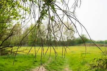 Wall Mural - Shallow focus of a weeping small tree branch seen at the entrance to a public meadow in spring.