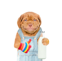 Poster - Smiling puppy farmer with bottle of the milk showing thumbs up.  isolated on white background
