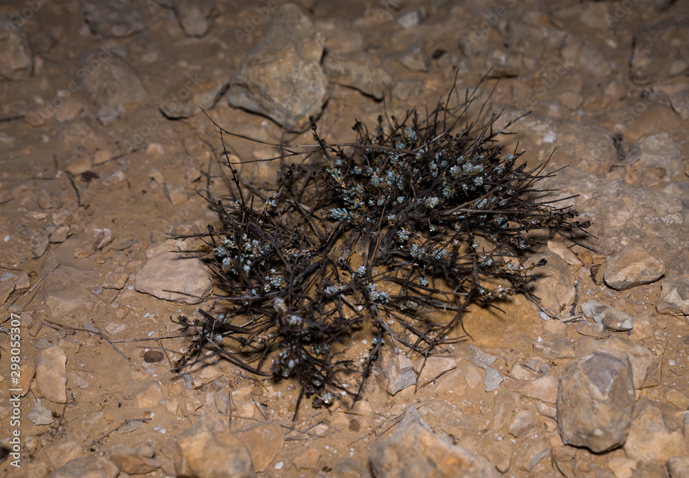 A nocturnal plant grows in a dried up seasonal Zim stream in the desert in southern Israel near the Avdat fortress - obrazy, fototapety, plakaty 