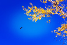 Blue Sky Yellow Tree Autumn Flying Bird