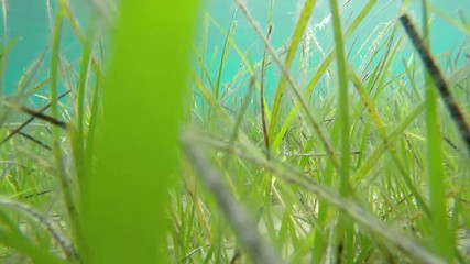 Wall Mural - Underwater footage of green grass and blue sea water  in background.