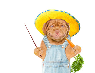 Poster - Smiling puppy farmer with summer hat eats carrot and points away on empty space. isolated on white background