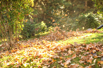 Removing autumn leaves with blower from lawn in park