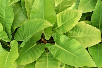 high angle closeup shot of philodendron ‘imperial green' leaves.