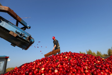 Industrial harvesting cranberries in good Sunny weather