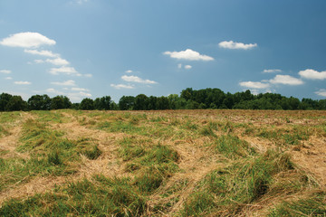 Wall Mural - Summer field