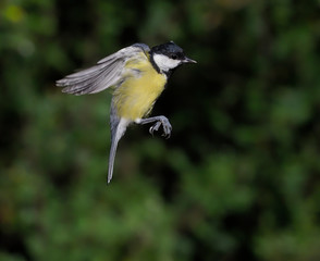 Great tit, Parus major,