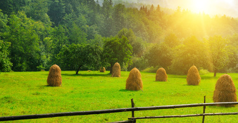 Haystacks on a green meadow. Wide photo.