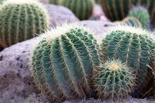 Golden Barrel Cactus (Echinocactus Grusonii) Plant Decoration In Garden.