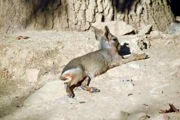 Wall Mural - Small Patagonian Mara Cub Resting on Ground