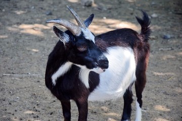 Wall Mural - Small Wild Goat Capra Aegagrus Hircus Standing Portrait