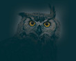 Owl in the dark