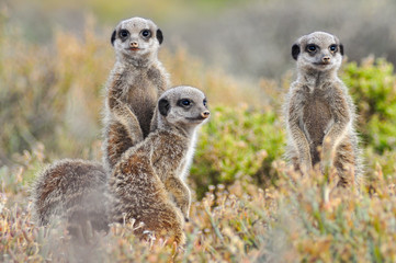 Wall Mural - portait of african meerkats in the african savannah