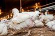 © Andres Ph/ADDICTIVE STOCK - Poultry at chicken farm