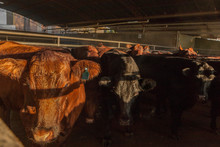 Side View Of Mature Healthy Shine Cows Standing In Stable And Waiting In Sunlight