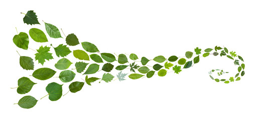 Canvas Print - spiral pattern from green leaves isolated on white