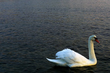 Beautiful White Swan Swimming Alone At Smooth Water Surface In Daylight