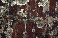 Closeup Of Natural Abstract Lichen Growing On Bark Of Old Tree