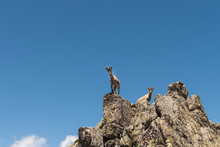From Below Grey Goats Looking With Curiosity Standing On Stony Rocks On Background Of Bright Blue Sky