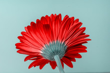 Bottom View Of Red Gerber Flower Over Blue Background
