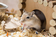 A small domestic gerbil rodent peeps out of his wooden house in a sawdust cage