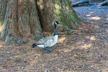 Wall Mural - Goose By Tree