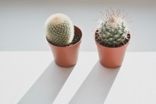 Cactus Or Potted Cactus Which Is House Plant In Small Plastic Pot On White Background Isolated.
