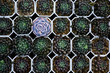 © Lawren Lu/Stocksy - Fresh different rosette succulent plant for sale