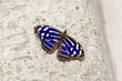 Mexican Bluewing (Myscelia ethusa), blue striped butterfly